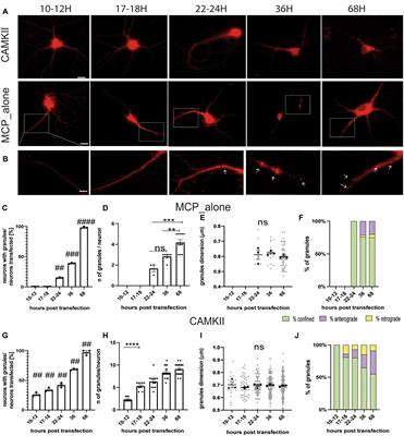 Chemical LTP induces confinement of BDNF mRNA under dendritic spines and BDNF protein accumulation inside the spines